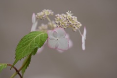 君は甘いお菓子のようね♪