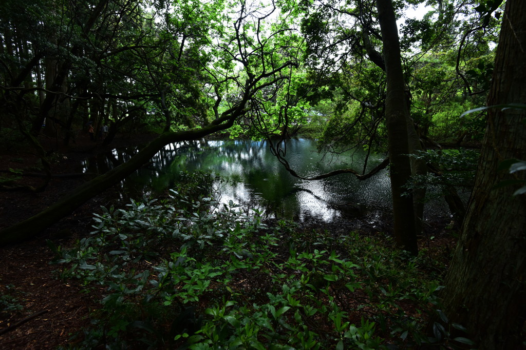 丸池様