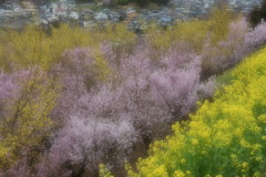 春のあいだはかくれんぼ♪