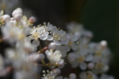 貴方、桜さんの小さい妹さん?? お名前知らなくて…。