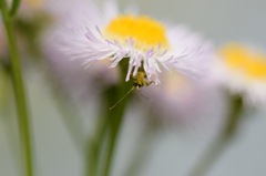 呼んだ〜 ?モグモグ…。