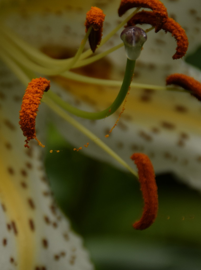 LINE つながる。