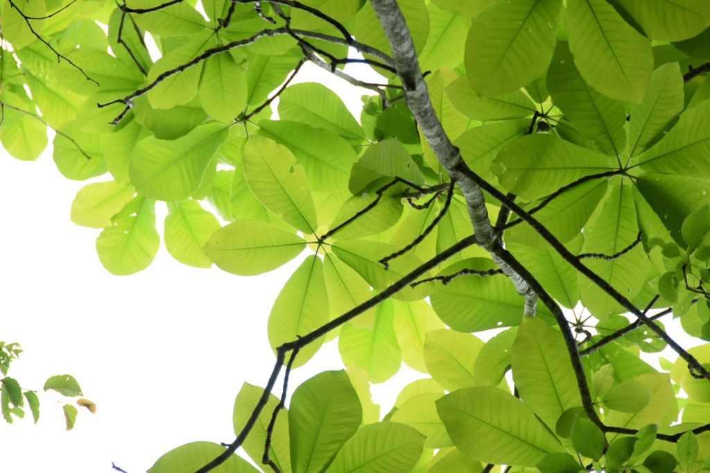 芳香を放つお花も魅力あるけど、わたしも見てね。