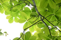 芳香を放つお花も魅力あるけど、わたしも見てね。