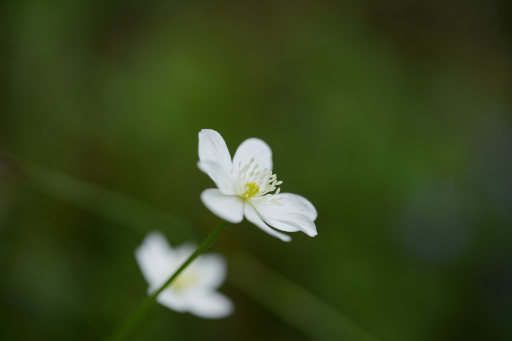 Shy♪