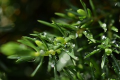 自然界は魅惑的。