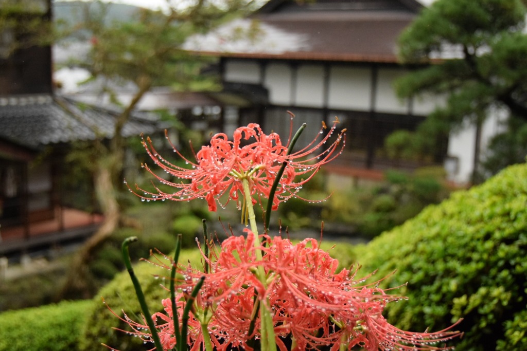 彼岸…雨降り続く。