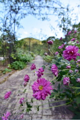 花通り。