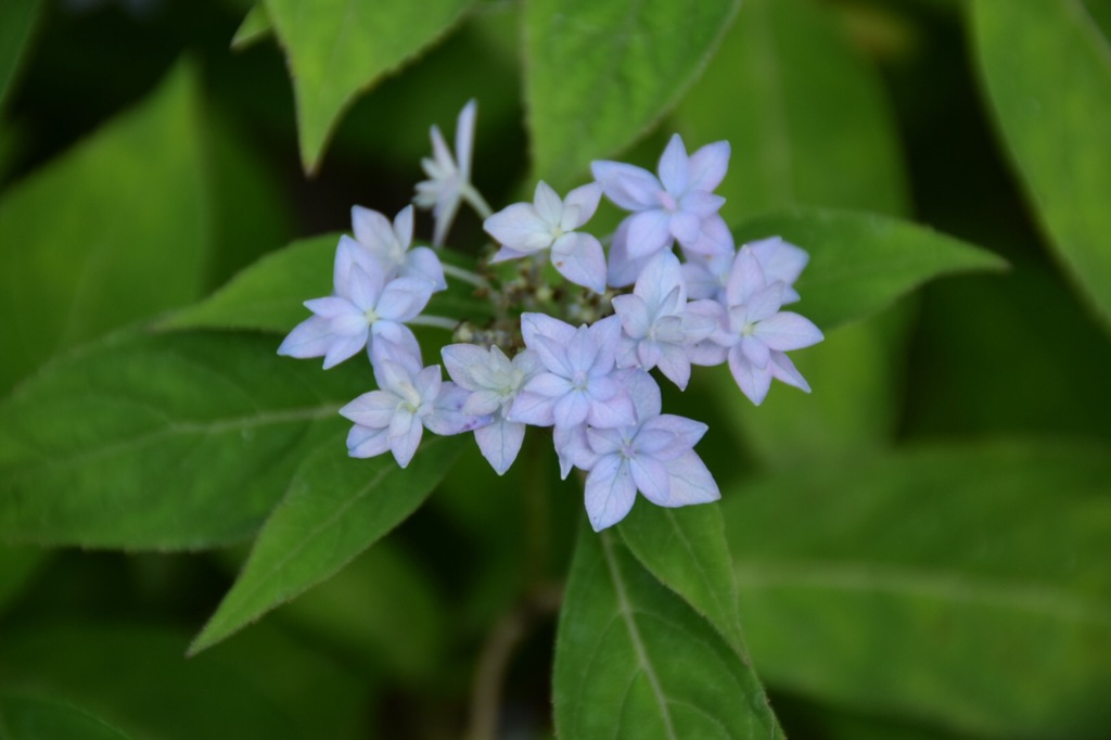 さあさあ、私達の出番よ!
