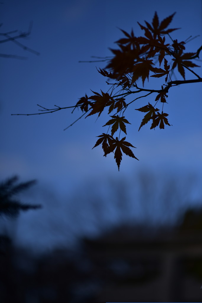 紅葉　Ⅴ