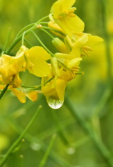 小さな菜の花畑♪