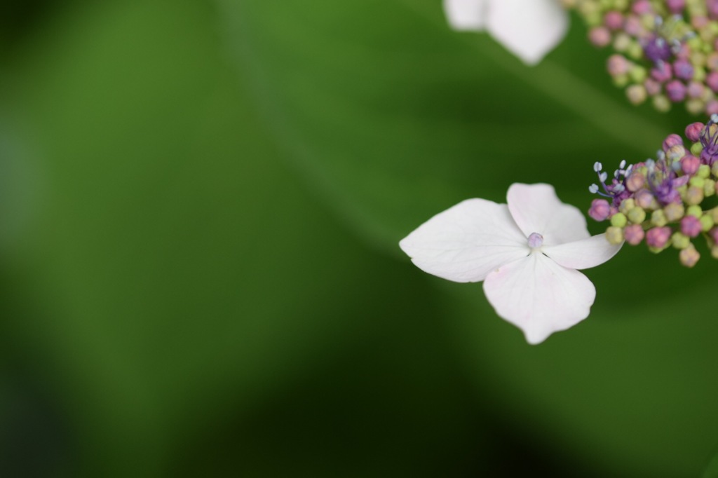 貴方のもとへ飛んでいきたい!