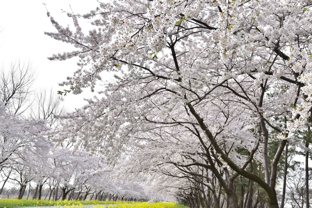 うすピンクに、薫るトンネル。