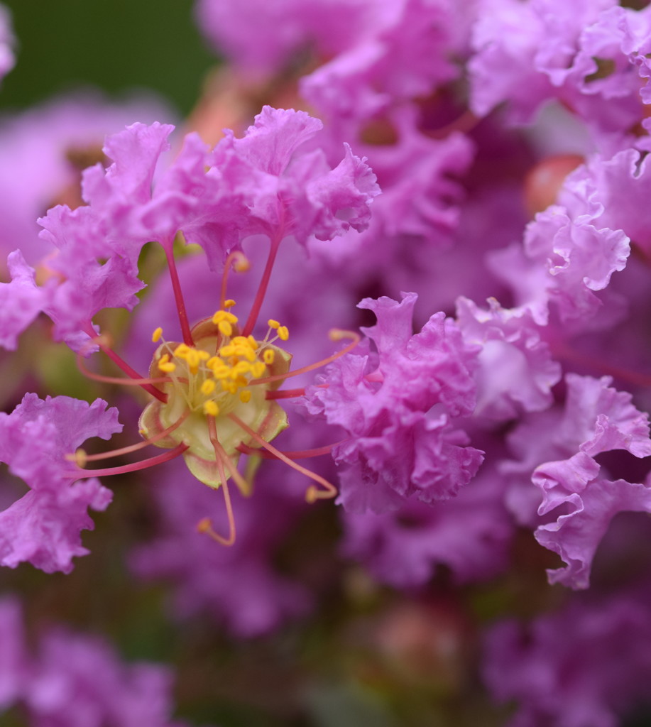 おさるさんが君のところまでたどり着いたら、、、一目惚れ!
