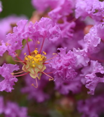 おさるさんが君のところまでたどり着いたら、、、一目惚れ!