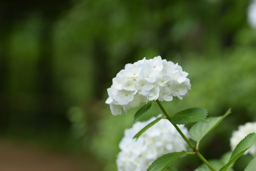 きっちり、凛々しい。