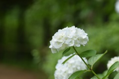 きっちり、凛々しい。