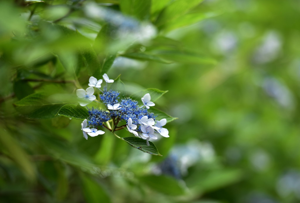 青が陽気にもなり、憂いにもなり…。