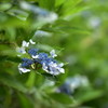 青が陽気にもなり、憂いにもなり…。