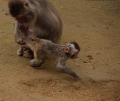 こらっ！待ちなさいっ！！