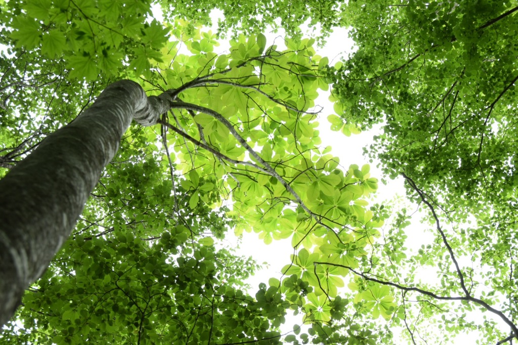 色んなグリーンを堪能して。