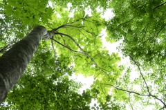 色んなグリーンを堪能して。