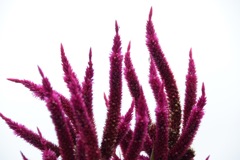 それぞれ主張が強そうね♪