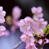 春を告げる儚い使者。