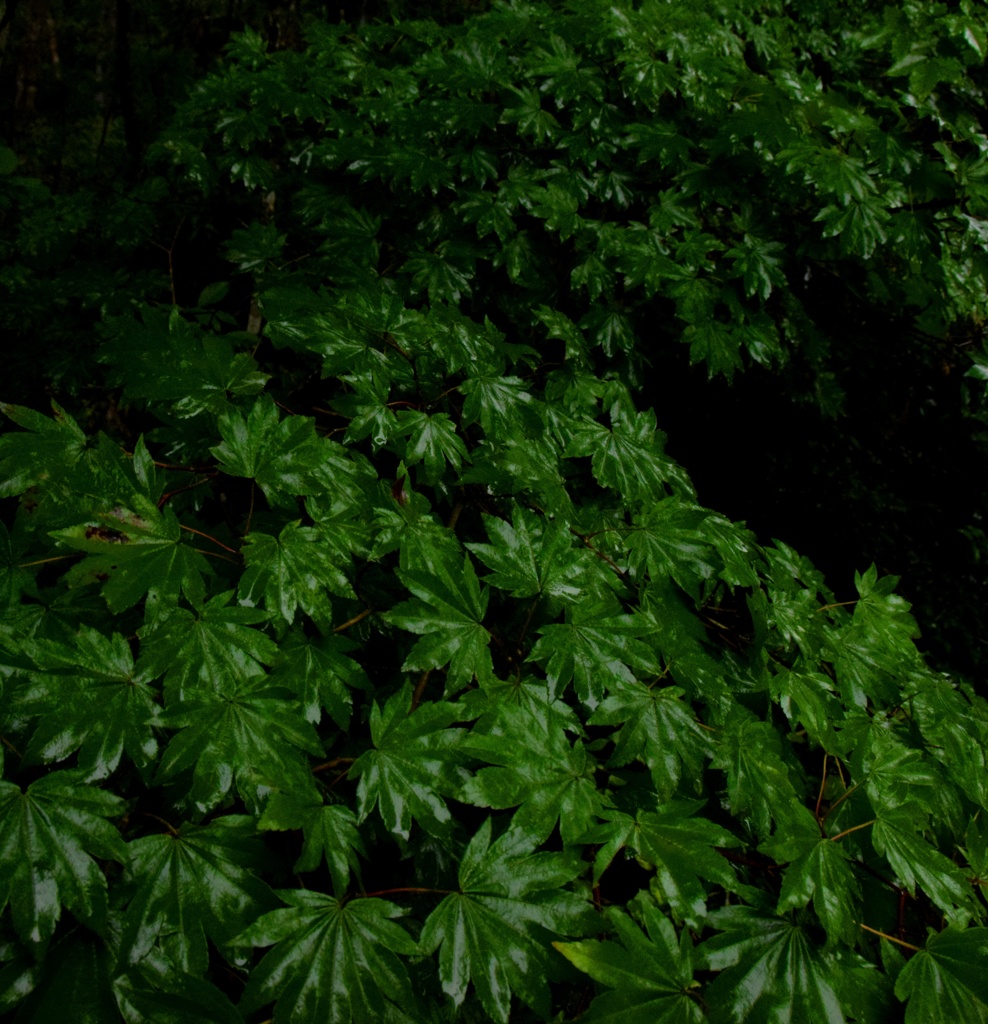 雨上がり緑濃く。