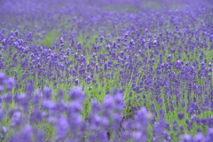 Lavandula