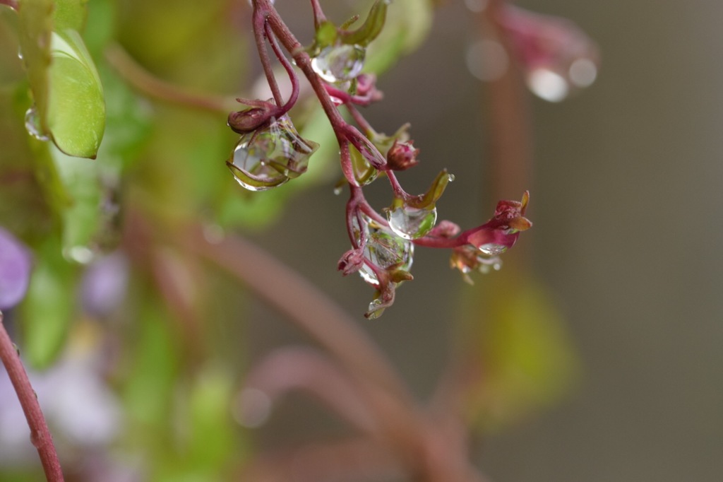 雨の日の贈り物。