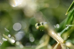 自然界は魅惑的。