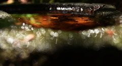 通って、発見。山寺。