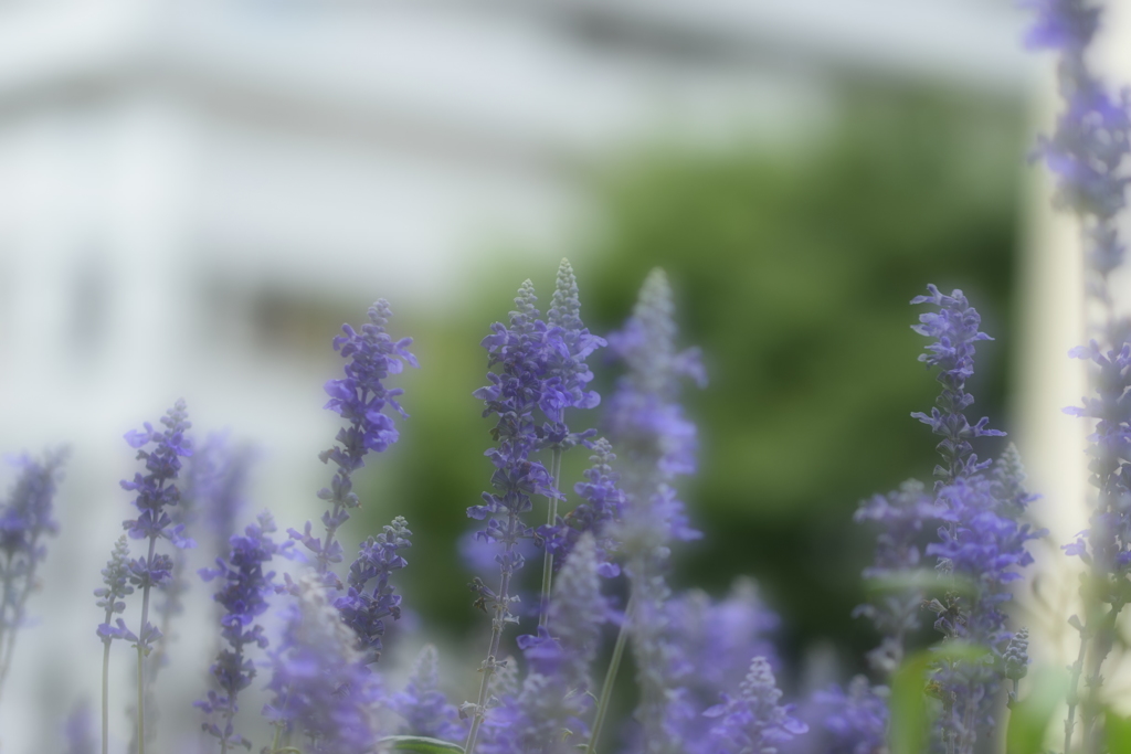 やわらかい心。