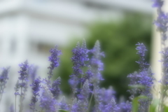 やわらかい心。