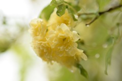 ５月の結婚式。