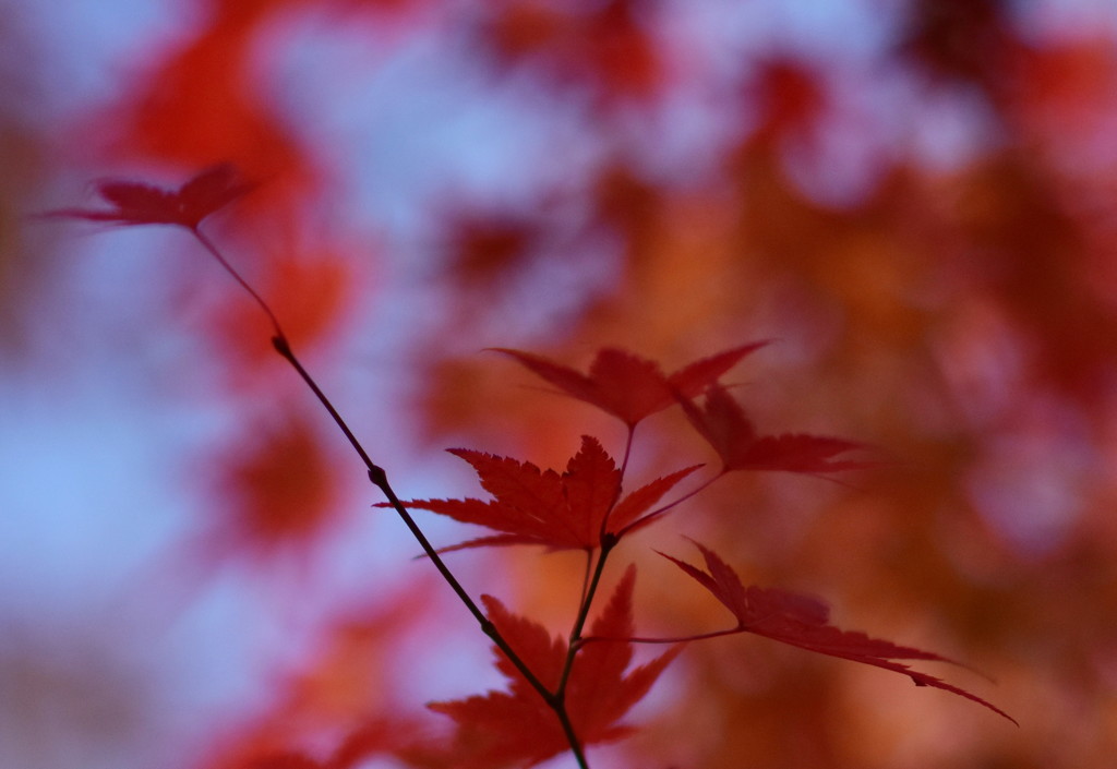 紅葉　Ⅰ