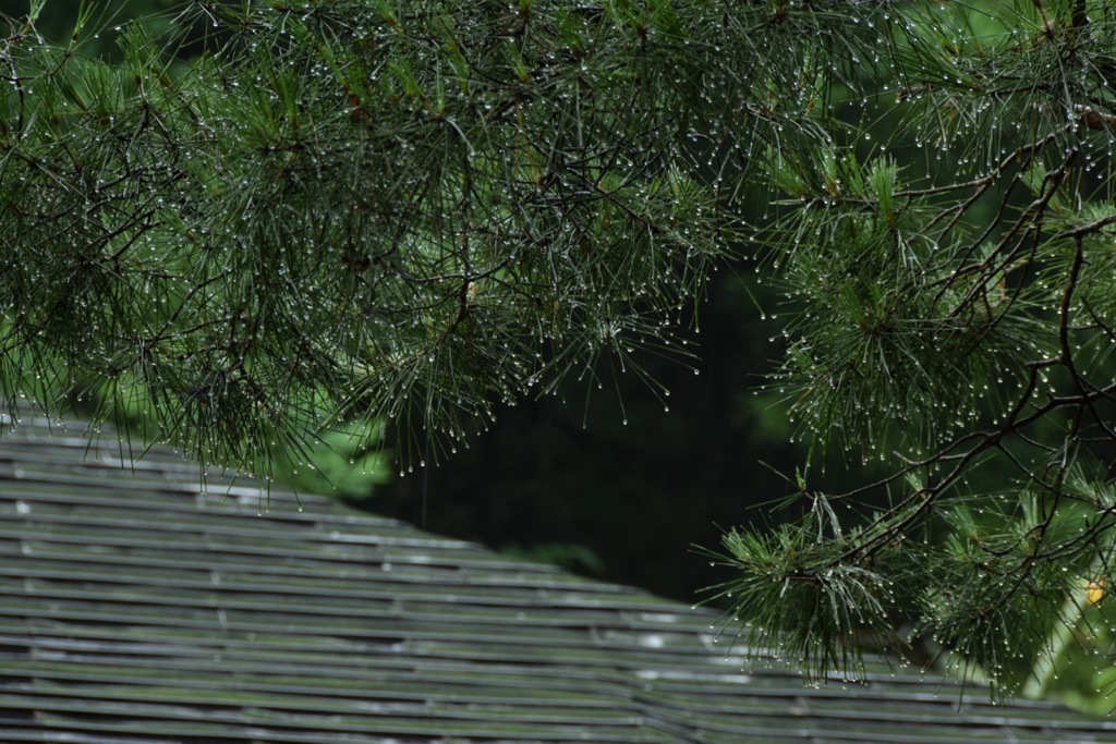 雨の声。