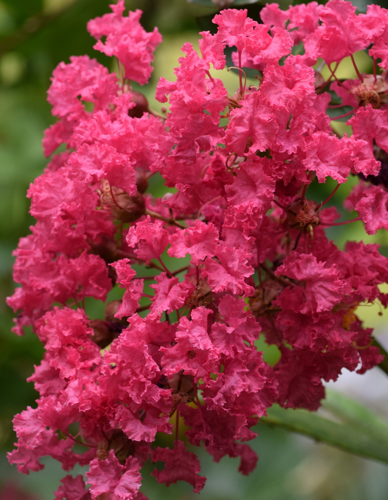 君がこんなにフリルいっぱいでかわいい、っておさるさん知ってるかな？