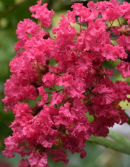 君がこんなにフリルいっぱいでかわいい、っておさるさん知ってるかな？