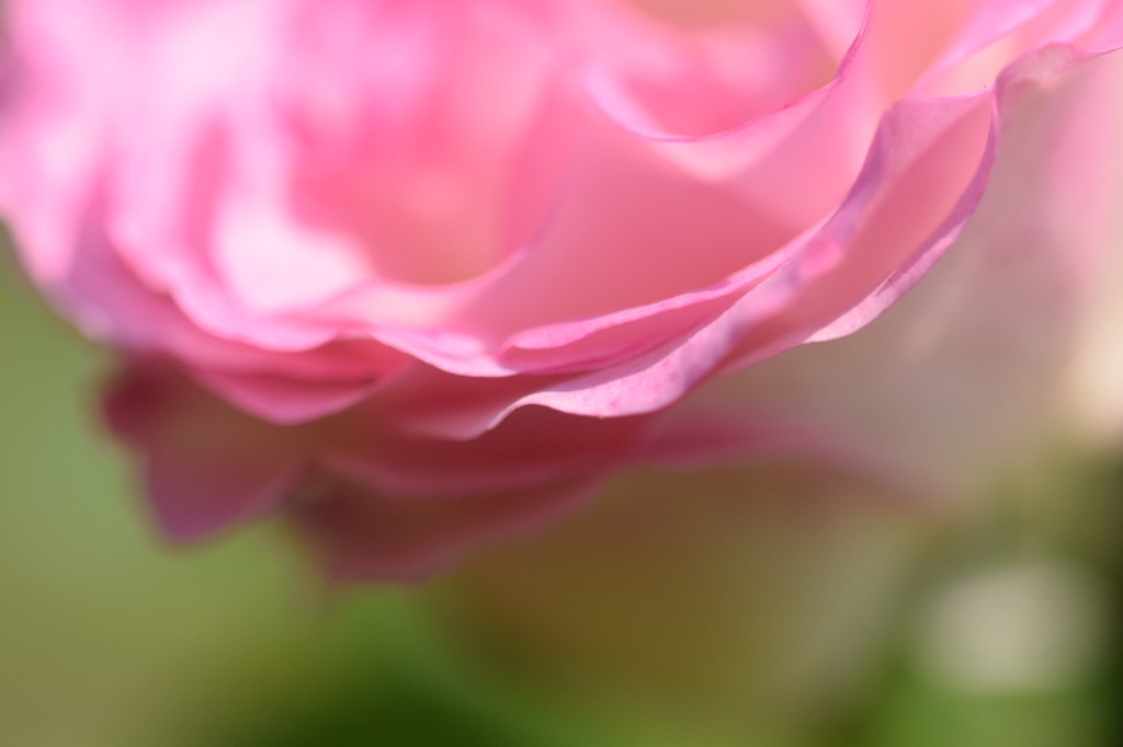 私を撮るなんて!まだまだ早い!⋯って言われた気がした。