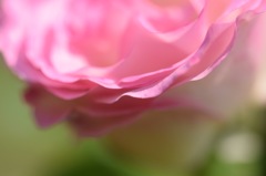 私を撮るなんて!まだまだ早い!⋯って言われた気がした。