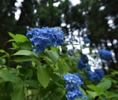 紫陽花の、とき…。