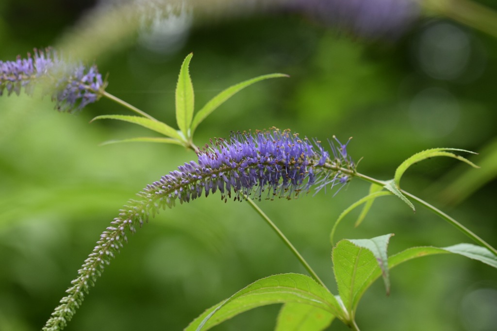 出会う、時もあり、また、なしもあり。