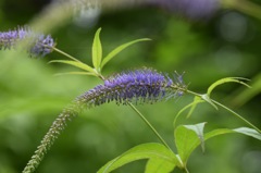 出会う、時もあり、また、なしもあり。