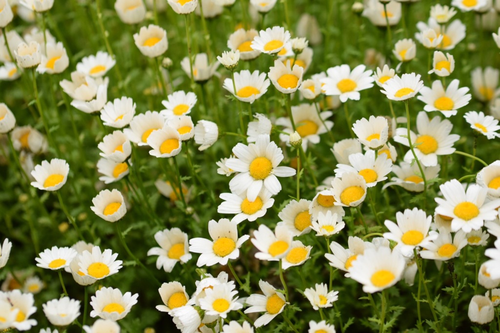 ねえ、聞いて、聞いて。