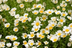 ねえ、聞いて、聞いて。