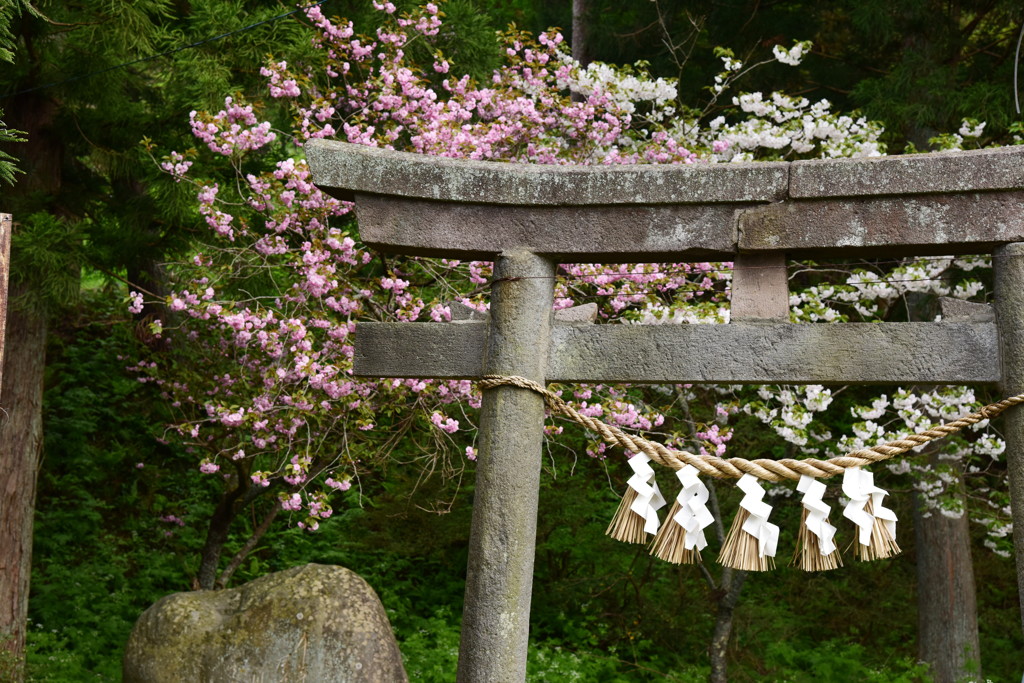 春を求めて、県北へ♪