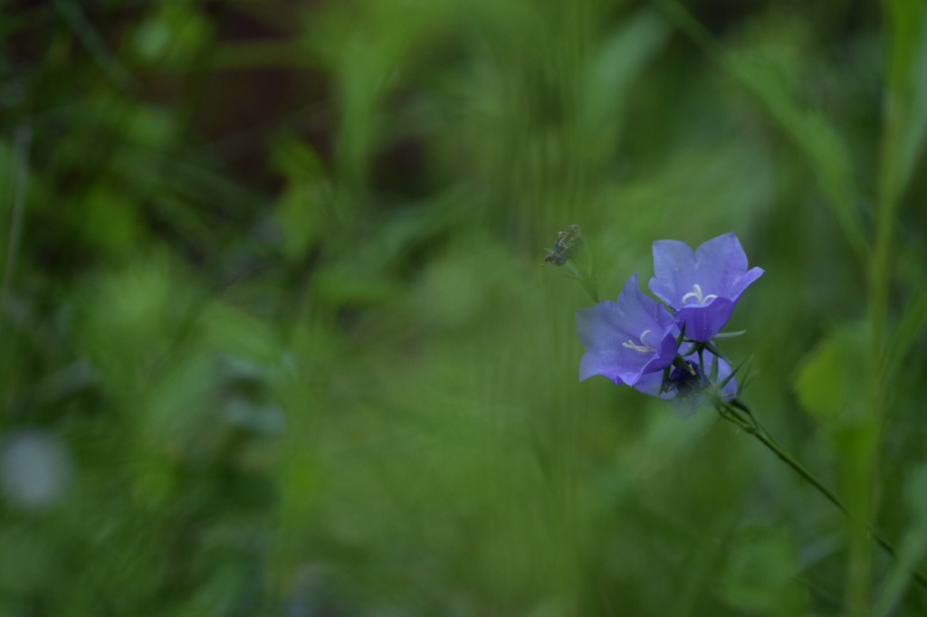 私達迷っちゃった!