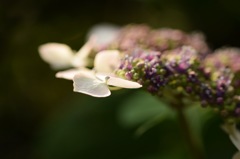 今宵貴方と rendez-vous